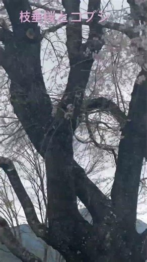 まだかな？と思っていた帆掛山の桜🌸はほぼ満開でコブシ(奥の方)もまだ綺麗に咲いていて同時に両方楽しめてラッキーでした👍