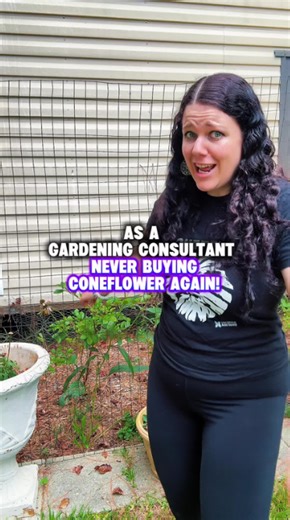 Coneflower seed saving tips you should know