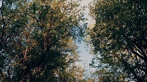 Trees, Branches, Leaves. Free Stock Video