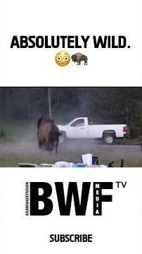 Yellowstone Bison Launches Tourist 8 Feet Into the Air 😱 Caught on Camera