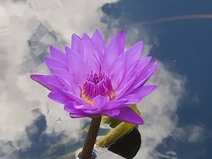 Mindful Stress Relief in Doylestown