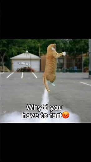 Shart💩 #shorts#fyp#cat#catmemes#funny#edit