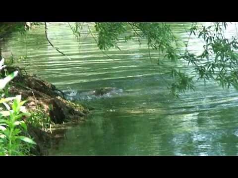 la reproduction des carpes dans leurs milieu naturel (film HD 16/9)