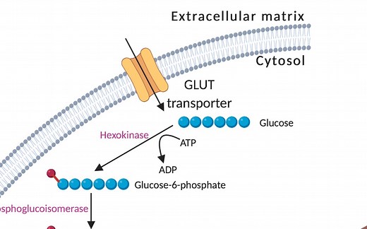 就是这么干的干货：糖酵解Glycolysis-1【科普】【中英双语】【生物化学】