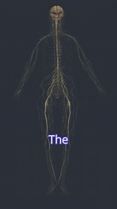 This short clip breaks down the key differences between the somatic and autonomic nervous systems, helping you understand how voluntary and involuntary functions are controlled. 📚 Want to explore the full Neuroanatomy Programme? Subscribe to Physiopedia Plus and deepen your clinical insight: Explore the Programme https://members.physio-pedia.com/learn/neuroanatomy-programme-promopage/ #SomaticNervousSystem #AutonomicNervousSystem #Neuroanatomy #PhysiopediaPlus #ClinicalEducation #JoinPhysiopedi