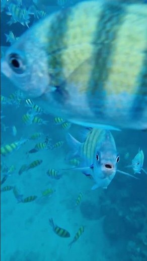 Exploring the Underwater World 🌊🐠 | Real Snorkeling Footage