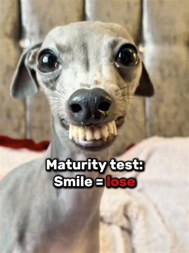 USA Try Not to Laugh Challenge: Levels of Fun