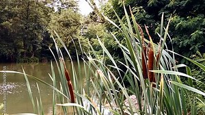 Growing bulrush plant near river edge Stock Video
