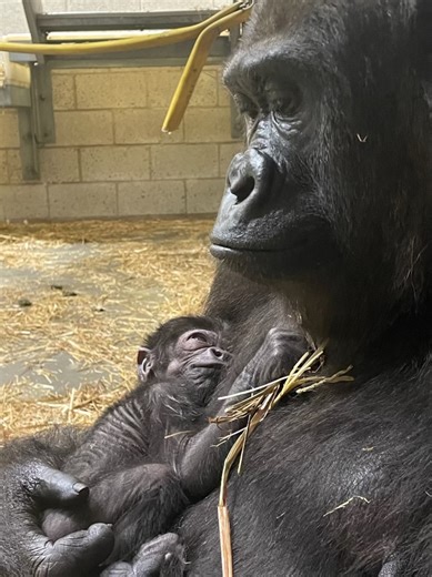 First signs of baby gorilla birth witnessed by zoo’s volunteer observers