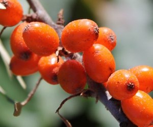 Sea Berry Growing Guide - One Green World