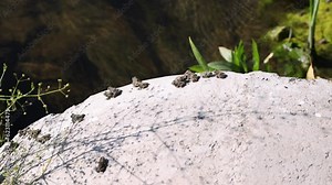 Baby toads come into focus as they leap of the edge of a culvert.