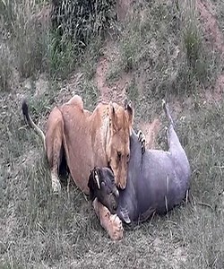 OMG... The wild boar was defeated by the lion. #Animal | Lovely