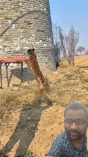 Amazing Dog Jumping Challenge! 🐕💨 | Incredible Athleticism #Dogs #AmazingAnimals #DogTraining #asmr