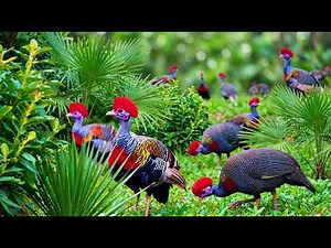 200 Peaceful Bird Songs 🕊️ Nature Sounds for Deep Sleep & Relaxing 4K ASMR