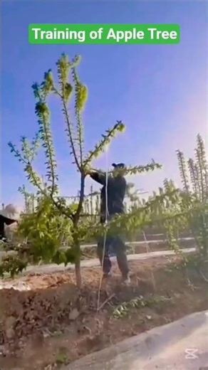 How to Trained Apple Tree ll Hill Agriculture #farming #satisfying #apple