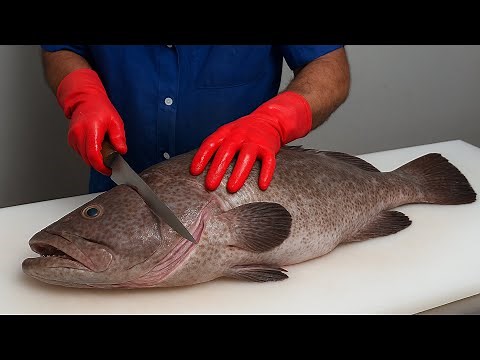 Best Way to Fillet Grouper (No Bones Lost)