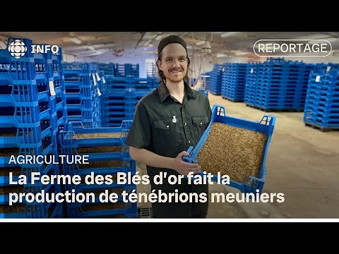 Une ferme délaisse les porcs pour élever les insectes