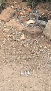 Squirrel vs Snake 🌳🌿📷 #Animal #Wildlife #CuteAnimals #AnimalsOfInstagram #InstaPets #AnimalLovers #AnimalPhotography | Asura Post