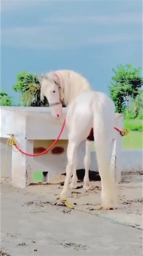 Strongest Horse Breeds in the World – Must Watch!" #horse #animals #horseracing #horseriding