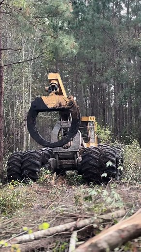 #fyp #forestry #logging #tigercat #forest #rig