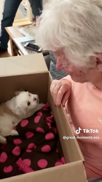 Wait till the end🥹 #surprise #newpuppy #lostdog #puppy #surprisepuppy #puppysurprise #foryou