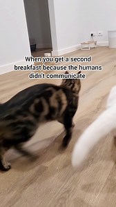 So excited 😂 Audio: I'm so excited - The Pointer Sisters | Moomoo Cat