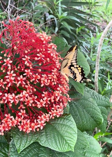 Giant Swallowtail on a pagoda flower