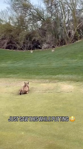 1.4M views · 4.3K reactions | Another day on the golf course in Arizona  (Via @wilderness_wonders_usa_) | Zire Golf | Facebook