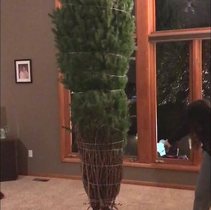 565K views · 2.9K reactions | We’re getting into the Holiday spirit with an all-new episode of AFV at 7/6c on ABC Television Network | Alfonso Ribeiro | Facebook