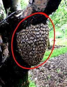 178K views · 4.7K reactions | Honey Bees Interesting History, Facts, Uses, Life Circle, Tactics Etc / #desihoney #honeybees #bees | Mimic World 2 | Facebook