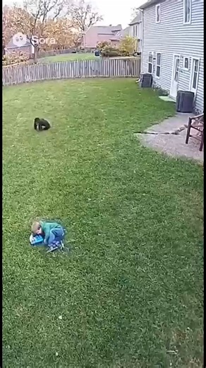 CCTV footage Chimpanzee Attacks Child #CCTVFootage #AnimalAttack #BackyardDrama #trendingnow #Reels #viral #trending #fyp | Inspiring Story