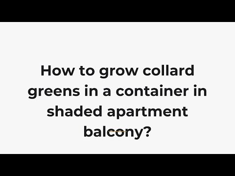 How to grow collard greens in a container in shaded apartment balcony?