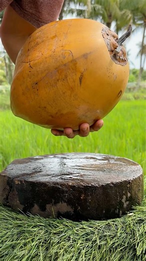 One of the Biggest Coconuts Ever
