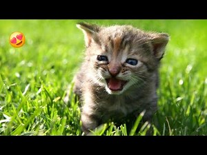 Adorable Kittens Meowing Compilation | Cutest Sounds Ever 😻