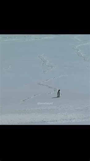 But why? The “Nihilist Penguin” refers to a famous scene from Werner Herzog’s documentary Encounters at the End of the World, featuring a disoriented penguin that abandons its colony and heads inland towards the mountains, away from food and safety, seemingly without purpose, leading Herzog to muse on its existential crisis and its potentially fatal, non-conformist path. The term, while catchy, sparks debate, with some seeing pure nihilism and others interpreting it as an act of existential rebe