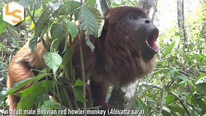 Howler Monkeys with Deeper Calls Have Smaller Testicles