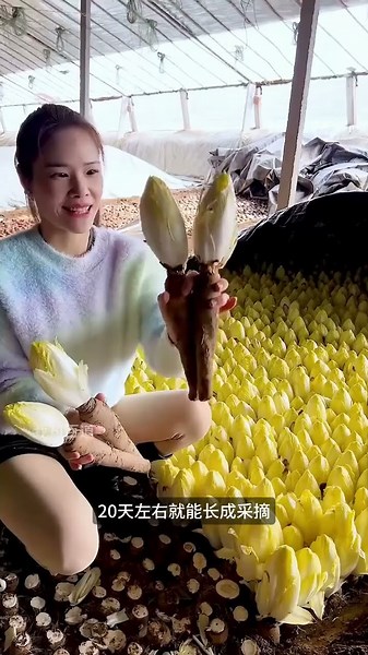 奇特蔬菜金玉蘭種植妙招