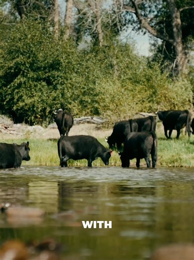 From our ranches to your table, here’s why families all across America are making the switch. 👇 | Good Ranchers