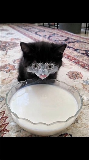 Black Cat Drinking Milk Like There’s No Tomorrow! 🐈🥛#BlackCat #CatDrinkingMilk #CuteCat #CatVideo