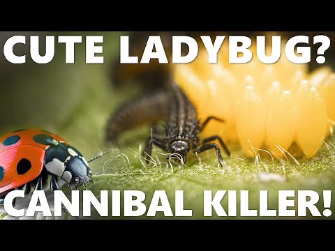 Cannibal Ladybug Aphid Feeding Frenzy