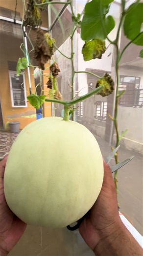 Panen Melon Premium di Greenhouse