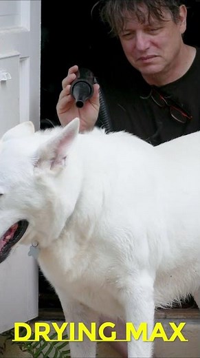 Blow Drying Dog: A Dog's Life Video