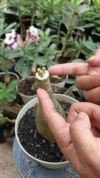 One of the adenium grafting techniques 👌