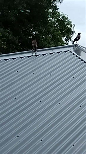 Glor with Indian minors