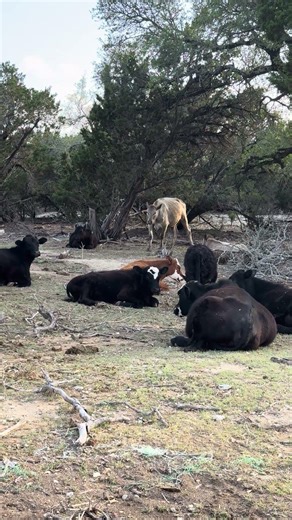 Slow Mornings on the Farm