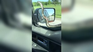 Yikes! Two motorists in Kansas City picked up an unexpected passenger on the road—a massive snake! The snake was eventually knocked off by the windshield wiper. | WJBF NewsChannel 6