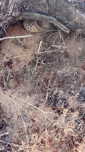 1.8M views · 2.5K reactions | Golden Croc at the snorkel pond at Deep Creek #offroad #goldencrochunt #croc | Mud Mom | Facebook