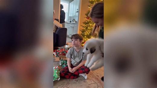 Best Christmas Gifts Ever_ A Puppy Surprise Compilation_ #ChristmasGifts #PuppySurprise #Wholesome #DogLove #Heartwarming 🎄🐶 | Motivation quotes
