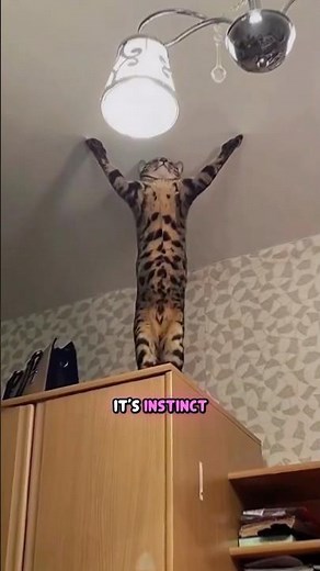 5 Signs Your Cat Might Be Dying