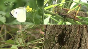 虫の口をくらべると？ | NHK for School